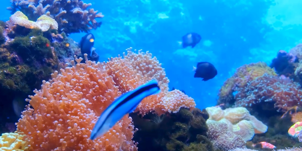 Illegal Fishing –